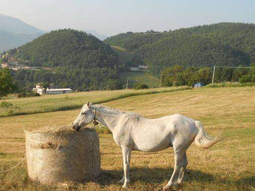 ITALY COAST TO COAST 2011