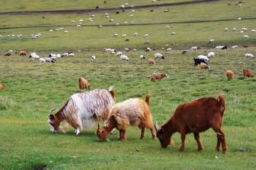 TREKKING IN MONGOLIA 2013