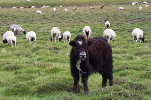 TREKKING IN MONGOLIA 2013