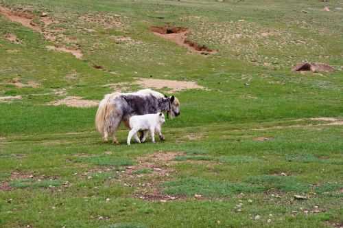 TREKKING IN MONGOLIA 2013