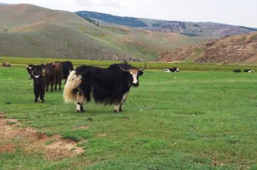 TREKKING IN MONGOLIA 2013