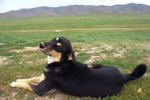 TREKKING IN MONGOLIA 2013