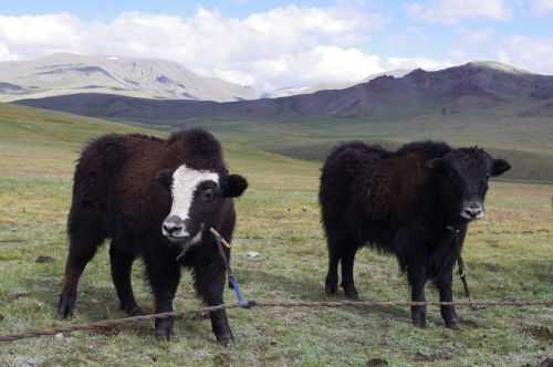 TREKKING IN MONGOLIA 2013