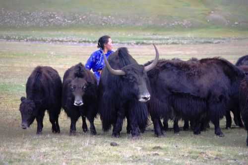 TREKKING IN MONGOLIA 2013