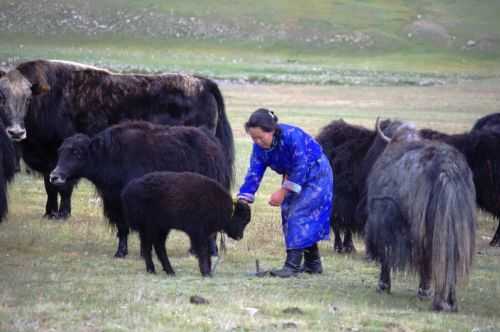 TREKKING IN MONGOLIA 2013