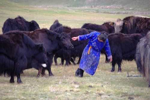 TREKKING IN MONGOLIA 2013