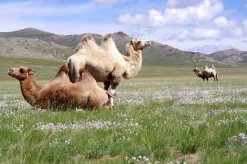 TREKKING IN MONGOLIA 2013