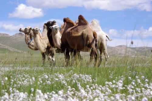 TREKKING IN MONGOLIA 2013