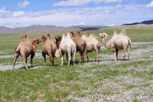 TREKKING IN MONGOLIA 2013