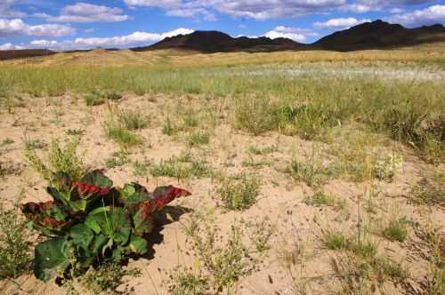 TREKKING IN MONGOLIA 2013