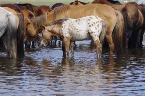 TREKKING IN MONGOLIA 2013