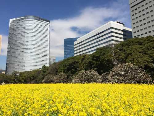 MARATONA DI TOKYO 2017 | 42K 2017